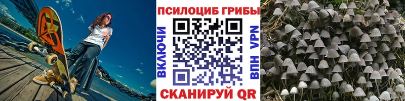 Купить где  Чита  Псилоцибиновые грибы GOLDEN TEACHER 
